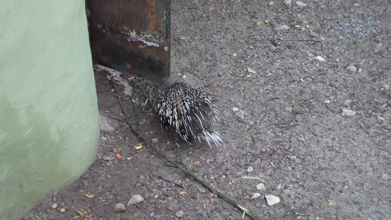 zoo 37 kopie(1)